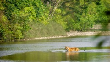 Bardiya Jungle Safari Tour
